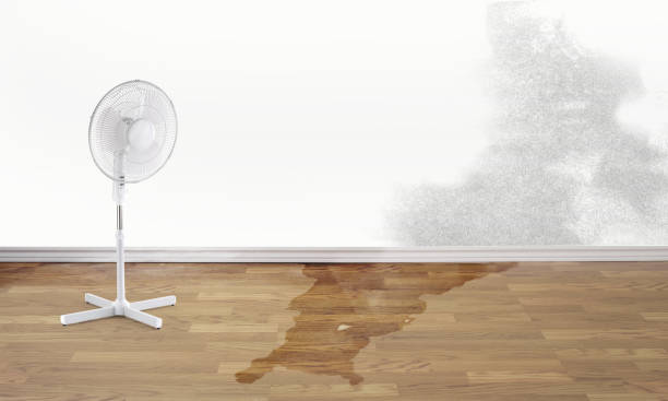 Best Water damage restoration services  in Leitchfield, KY