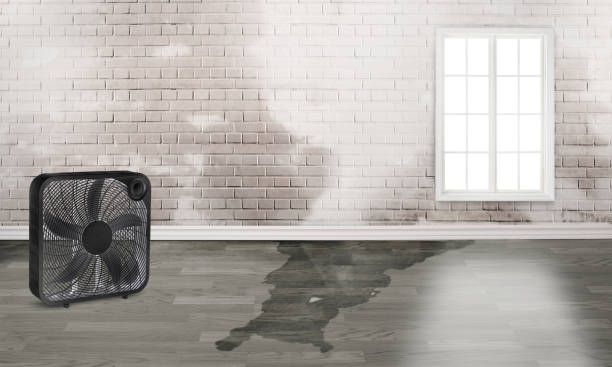 Best Water damage mitigation services  in Leitchfield, KY